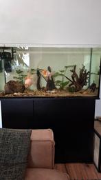 Aquarium met toebehoren zonder vissen (Juwel kast), Dieren en Toebehoren, Vissen | Aquaria en Toebehoren, Ophalen of Verzenden