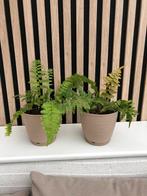 Twee planten in pot, Tuin en Terras, Bloembakken en Plantenbakken, Ophalen, Kunststof, Minder dan 30 cm, Rond