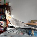 Valkparkiet (grijs geparelde pop) te koop, Dieren en Toebehoren, Vrouwelijk, Parkiet, Tam