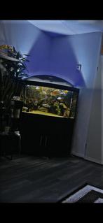 Juwel aquarium te koop, Dieren en Toebehoren, Vissen | Aquaria en Toebehoren, Ophalen of Verzenden, Zo goed als nieuw, Gevuld zoetwateraquarium
