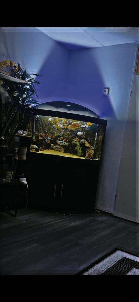 Juwel aquarium te koop, Dieren en Toebehoren, Vissen | Aquaria en Toebehoren, Zo goed als nieuw, Gevuld zoetwateraquarium, Ophalen of Verzenden
