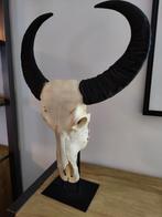 Schedel waterbuffel echt 80cm, Ophalen, Schedel
