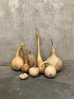 verzameling gedroogde kalebassen één pompoen & één kokosnoot, Ophalen of Verzenden, Gebruikt