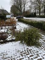 Kerstboom NORDMAN, Ophalen, Gebruikt