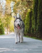 ️Joy zoekt een thuis ️, Particulier, Reu, Buitenland, Poolhond
