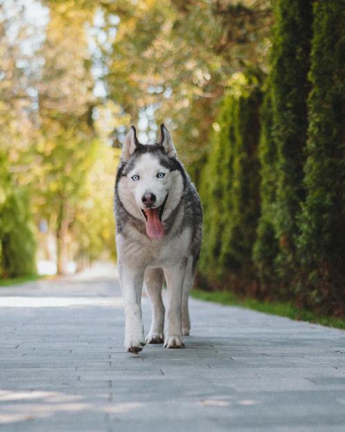 ️Joy zoekt een thuis ️, Dieren en Toebehoren, Honden | Poolhonden, Keeshonden en Oertypen, Reu, Poolhond, Particulier, Eén hond
