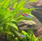 4 neon tetras, Vis