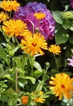 Goudsbloem zaden, Calendula Officinalis, Zaad, Verzenden