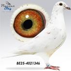 Postduiven 100% Ludo Claessen kweek koppel., Dieren en Toebehoren, Vogels | Duiven, Meerdere dieren, Postduif
