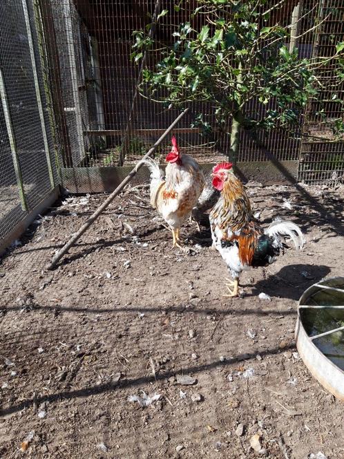 Twee hanen te koop, Dieren en Toebehoren, Pluimvee, Kip, Mannelijk