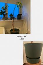 Grote Geldboom (Pachira Aquatica) - 150cm, Vaste plant, Bloeit niet, Halfschaduw, Ophalen