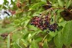 vlierbes struiken, Ophalen, Volle zon, Vaste plant, Zomer