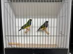 Gouldamadine split blauw, Dieren en Toebehoren, Vogels | Overige Vogels, Mannelijk, Tropenvogel, Geringd