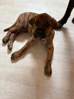 2 mooi puppy, Dieren en Toebehoren, Parvo, 8 tot 15 weken, Groot, Meerdere
