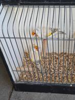 Twee poppen eumopastel van 2025., Dieren en Toebehoren, Vrouwelijk, Kleurkanarie