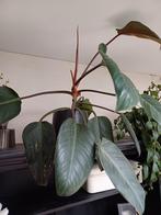 philodendron groot, Huis en Inrichting, Kamerplanten, Overige soorten, Minder dan 100 cm, Halfschaduw, Ophalen