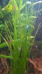 Garnalen, Dieren en Toebehoren, Vissen | Aquariumvissen, Kreeft, Krab of Garnaal