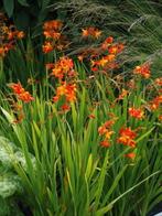 Prachtige tuinplanten crocosmia monbretia, Ophalen, Zomer, Overige soorten, Volle zon