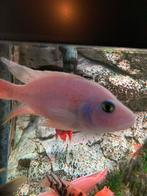 Sciaenochromis fryeri snow white volwassen man, Dieren en Toebehoren, Vissen | Aquariumvissen, Vis