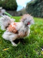 (Gratis) USA Zijdehoen haan, Dieren en Toebehoren, Pluimvee, Mannelijk, Kip