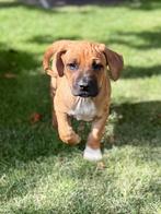 Rhodesian Ridgeback pups, Dieren en Toebehoren, Rabiës (hondsdolheid), Overige rassen, 8 tot 15 weken, Meerdere