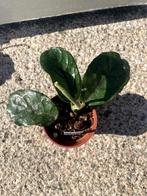 Hoya globulosa, Ophalen, Overige soorten, Halfschaduw, Minder dan 100 cm