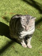 Bengaal mannetjes met stamboom zoekt dames met stamboom voor, Dieren en Toebehoren, Katten en Kittens | Dekkaters, 0 tot 2 jaar