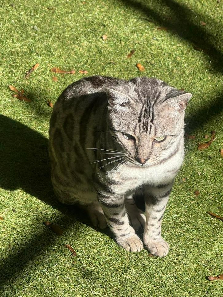 Bengaal mannetjes met stamboom zoekt dames met stamboom voor, Dieren en Toebehoren, Katten en Kittens | Dekkaters, 0 tot 2 jaar