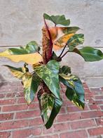 Philodendron Strawberry Shake XXL p17 (1)