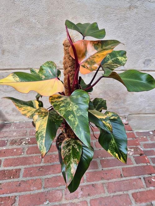 Philodendron Strawberry Shake XXL p17 (1), Huis en Inrichting, Kamerplanten, Overige soorten, Minder dan 100 cm, Ophalen of Verzenden
