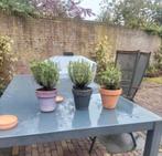 Lavendel munstead c1,5 pot grote bossige planten, Volle zon, Vaste plant, Zomer, Ophalen