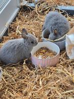 Dwerg hangoor konijntjes, Dieren en Toebehoren, Konijnen, Mannelijk, Dwerg, Hangoor