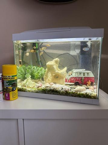 Aquarium incl tropische vissen  beschikbaar voor biedingen