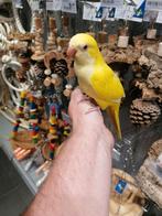 Muisparkieten super tam en echt super lief., Dieren en Toebehoren, Meerdere dieren, Papegaai, Tam
