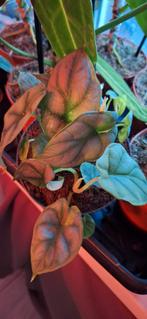 Alocasia silver dragon variegata, Ophalen of Verzenden, Halfschaduw, Minder dan 100 cm