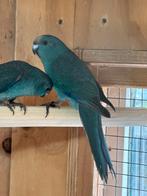 Kakariki div kleur jong en oudere, Dieren en Toebehoren, Vogels | Parkieten en Papegaaien, Meerdere dieren, Parkiet
