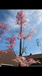 Toona sinensis ‘Flamingo’ 14/16 300-350cm, Ophalen, Volle zon, Overige soorten