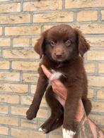 Friese stabij x pomeriaan dames mogen nu verhuizen, Dieren en Toebehoren, Honden | Setters en Staande honden, Overige rassen, CDV (hondenziekte)