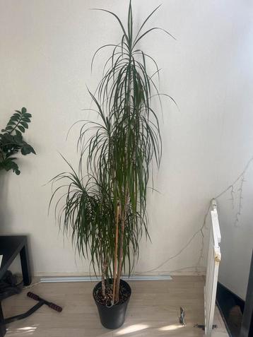 Grote Kamerplant - 200cm beschikbaar voor biedingen