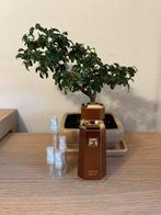 French Avenue Liquid Brun parfum sample/decant, Ophalen, Zo goed als nieuw