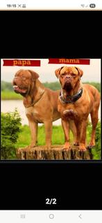 bordeaux dog, Dieren en Toebehoren, Honden | Bulldogs, Pinschers en Molossers, België, Particulier, 15 weken tot 1 jaar, CDV (hondenziekte)