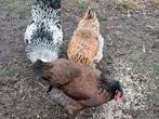Broedeieren eieren Brahma's, Dieren en Toebehoren, Pluimvee, Geslacht onbekend, Kip