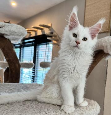 Maine coon kitten met stamboom beschikbaar voor biedingen