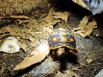 Schildpad, Dieren en Toebehoren, Reptielen en Amfibieën, 0 tot 2 jaar, Schildpad