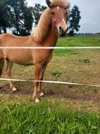 1 jarige ijslander merrie, Dieren en Toebehoren, Pony's, Merrie, D pony (1.37m tot 1.48m), Recreatiepony, 0 tot 2 jaar