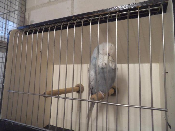 engelse parkieten 2025, Dieren en Toebehoren, Vogels | Parkieten en Papegaaien, Parkiet, Meerdere dieren, Geringd