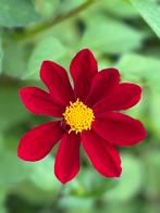 Dahlia 50, Ophalen, Overige soorten, Volle zon