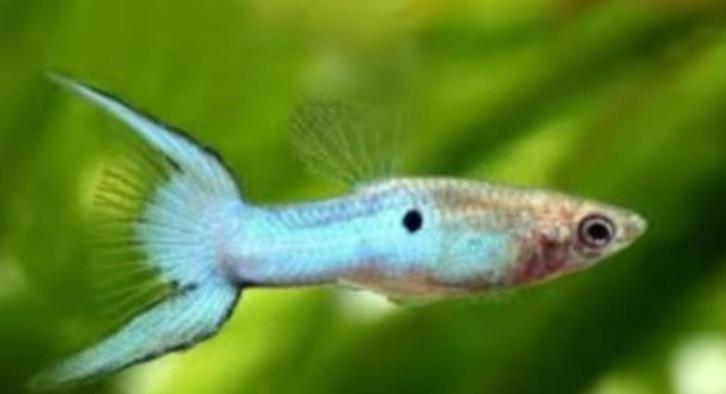 Endler Japan blue - Blauwe Endler gup - Koidream Valburg, Dieren en Toebehoren, Vissen | Aquariumvissen, Zoetwatervis, Vis