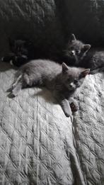 Halve Maine Coon kittens, Dieren en Toebehoren, 0 tot 2 jaar, Kater, Ontwormd