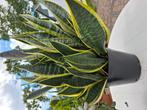 Sanseveria, Ophalen, Voorjaar, Volle zon, Zaad